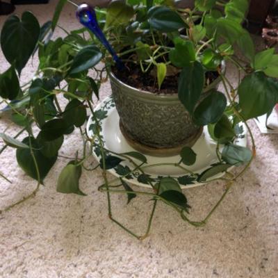 Healthy Ivy in Nice Pot