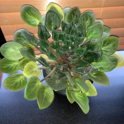 African Violet in Violet Pot