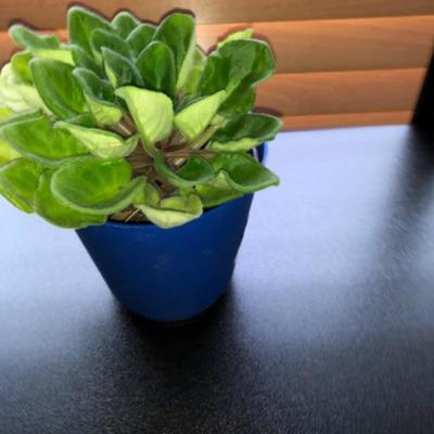 Healthy African Violet