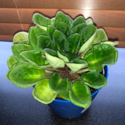 Healthy African Violet