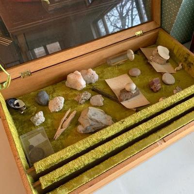 Display case with fossils