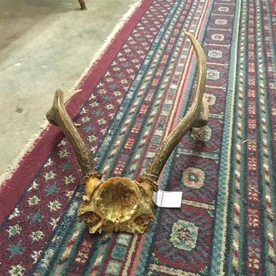 Lot 78  Set of 2 antlers