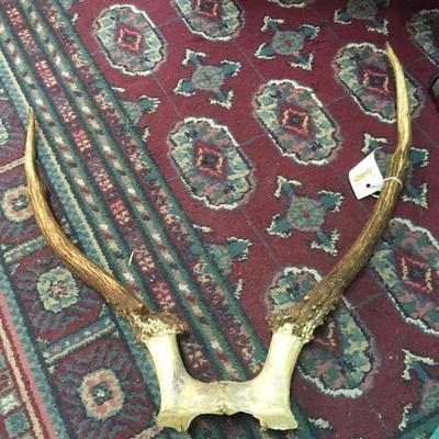 Lot 78  Set of 2 antlers
