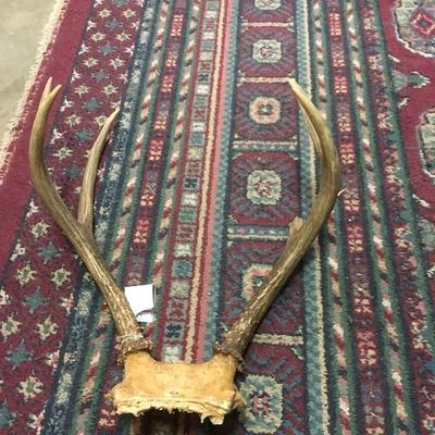 Lot 78  Set of 2 antlers