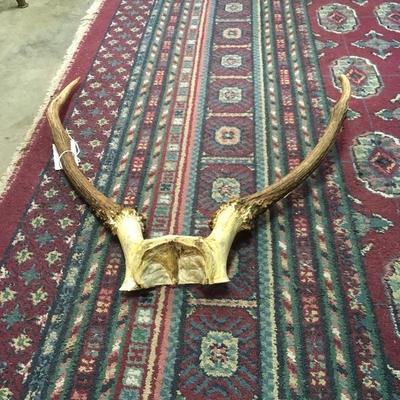 Lot 78  Set of 2 antlers
