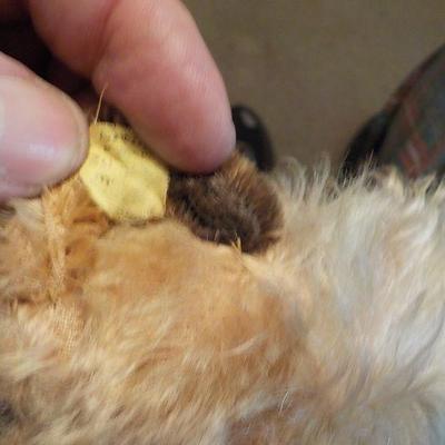 Steiff Made Airedale Dog 1940's with Markings.  Germany.