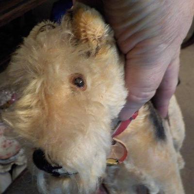 Steiff Made Airedale Dog 1940's with Markings.  Germany.