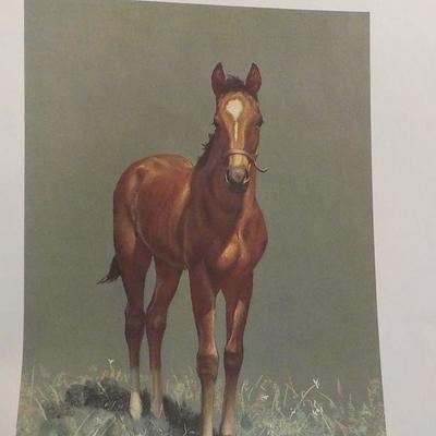 Signed Prints "Grey, Bay and Chestnut by CW. Anderson.