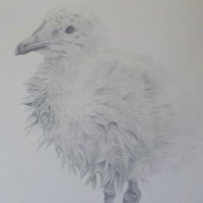 Hand Sketched with pencil by World Famous animal artist Consuelo Eames Hanks. Signed