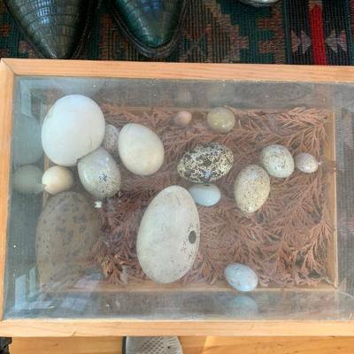 Display case full of antique exotic eggs