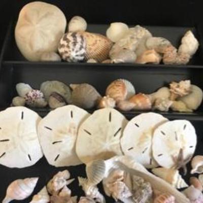 Lot  of Sand Dollars Sea Shells