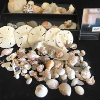 Lot  of Sand Dollars Sea Shells