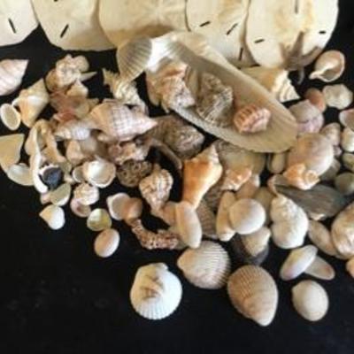 Lot  of Sand Dollars Sea Shells
