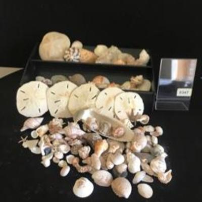 Lot  of Sand Dollars Sea Shells