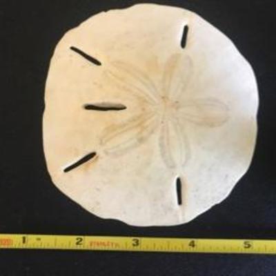 Lot  of Sand Dollars Sea Shells