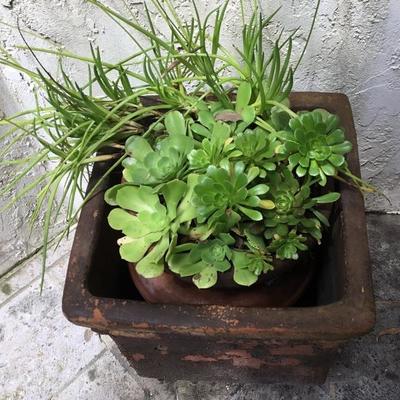 P-105 Large terra-cotta planter with succulent plants