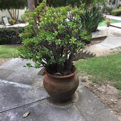 P-120 Large terra-cotta pot with jade plant