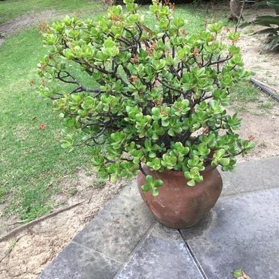 P-120 Large terra-cotta pot with jade plant