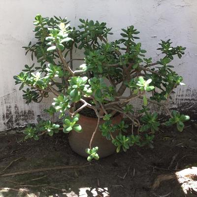 P-120 Terra-cotta pot with jade plant