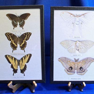 Lot 70: 2 Mounted Butterfly Displays $50