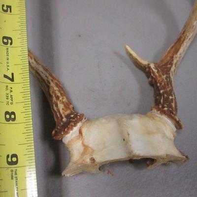 Lot 148 - Antlers 