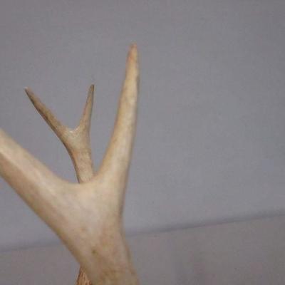 Lot 148 - Antlers 