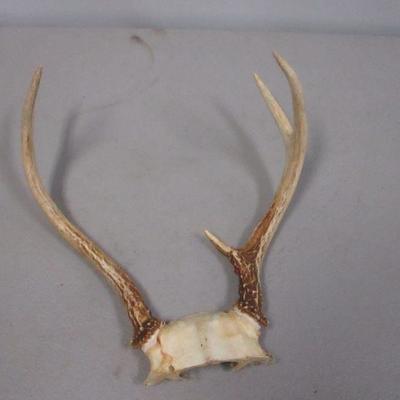Lot 148 - Antlers 