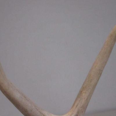 Lot 149 - Antlers