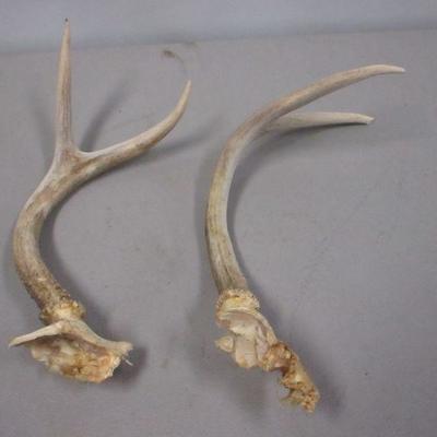 Lot 149 - Antlers
