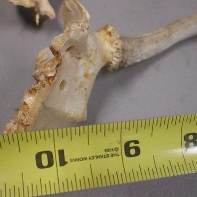 Lot 149 - Antlers