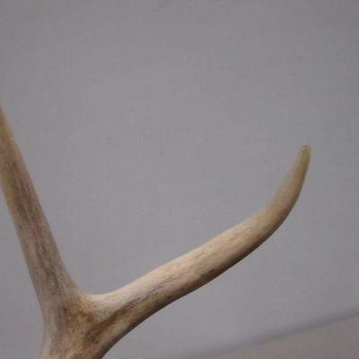 Lot 149 - Antlers