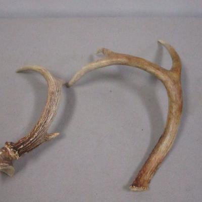 Lot 150 - Antlers