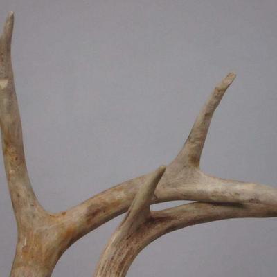 Lot 150 - Antlers