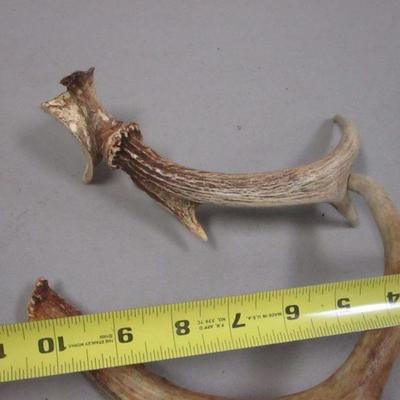 Lot 150 - Antlers