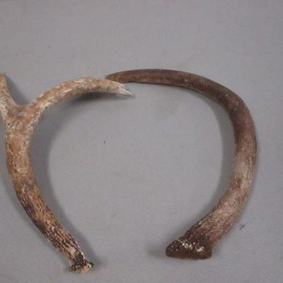 Lot 151 - Antlers