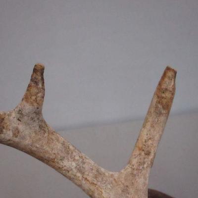 Lot 151 - Antlers