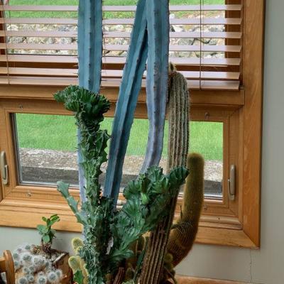 South West cactus display / realistic faux 