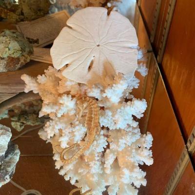 Coral display 