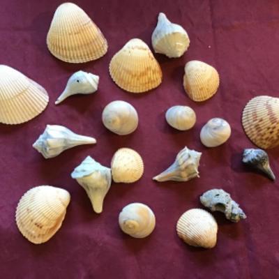 #tr64. Seashells