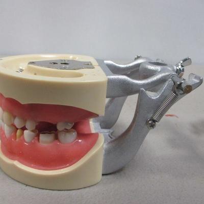 Lot 245 - Dentist Teeth Molds 
