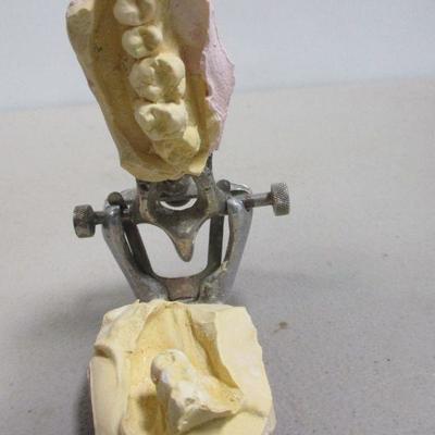 Lot 245 - Dentist Teeth Molds 