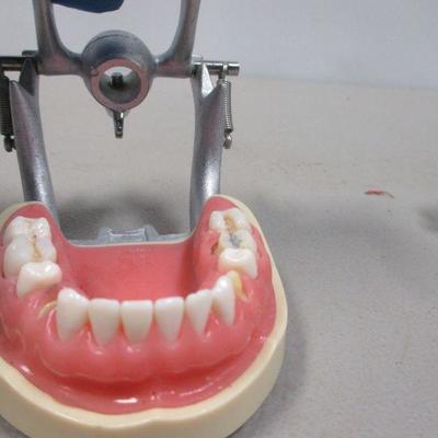 Lot 245 - Dentist Teeth Molds 