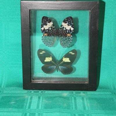 Framed REAL Butterfly Pair