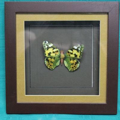Small Framed Paper Butterfly