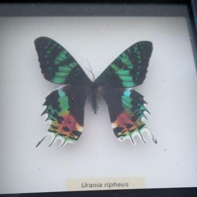 #107 Framed "Urania Ripheus â€“ Sunset Moth"