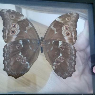 #111 Large Butterfly moths framed 
