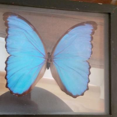 #111 Large Butterfly moths framed 