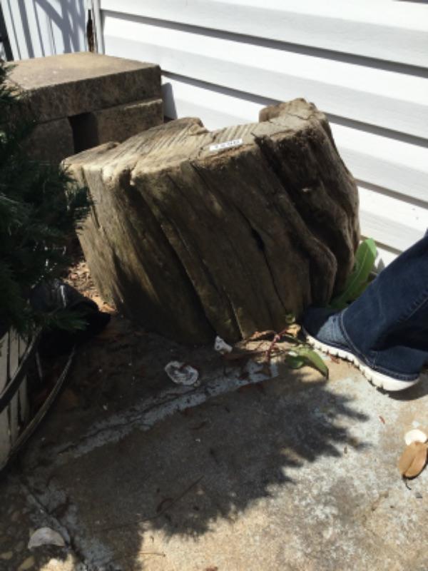 Large stump of driftwood Lot 1250