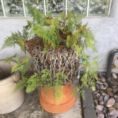 P-103 Fern with two potted plants