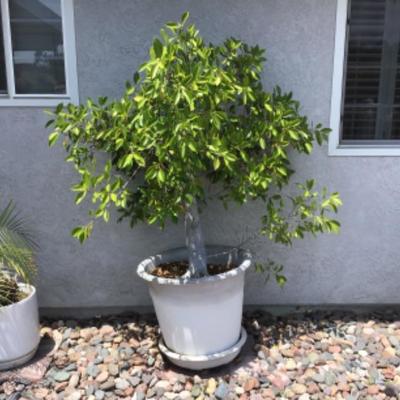 P-105 Small potted tree and plastic pot